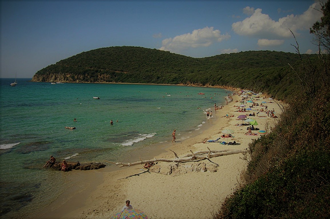 Cala violina